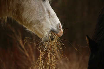 Horse eating hay