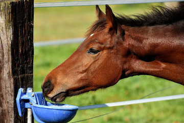 Horse drinking water